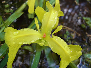 Iris pseudacorus