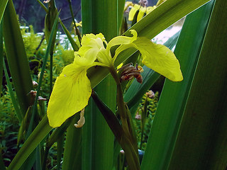 Iris pseudacorus