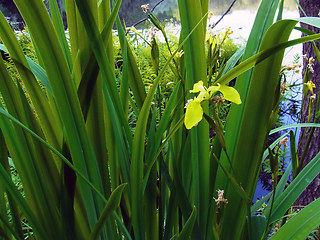 Iris pseudacorus