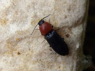 Ischnodes sanguinicollis