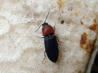 Ischnodes sanguinicollis