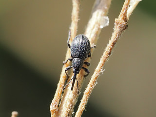 Ischnopterapion loti - modestum