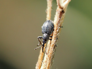 Ischnopterapion loti - modestum