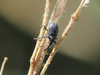 Ischnopterapion loti - modestum