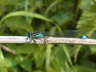 Ischnura elegans