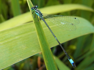 Ischnura elegans