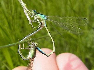 Ischnura pumilio