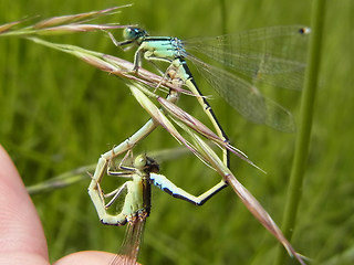 Ischnura pumilio