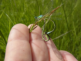 Ischnura pumilio