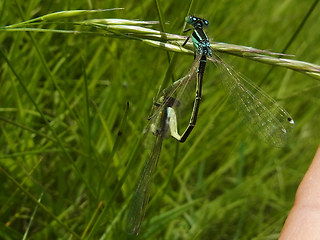 Ischnura pumilio
