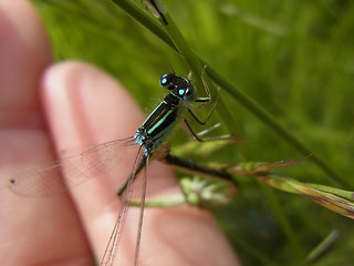 Ischnura pumilio