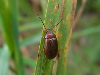 Isomira murina