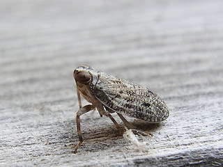 Issus coleoptratus