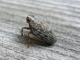 Issus coleoptratus