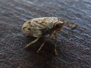 Issus coleoptratus