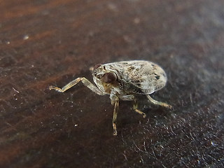 Issus coleoptratus