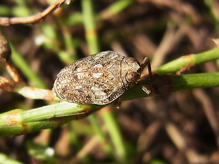 Issus coleoptratus