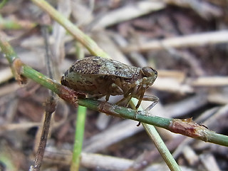 Issus coleoptratus