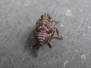 Issus coleoptratus