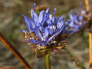 Jasione montana