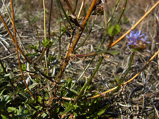 Jasione montana