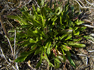 Jasione montana