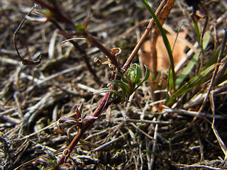 Jasione montana