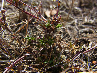 Jasione montana