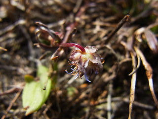 Jasione montana