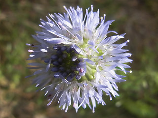 Jasione montana