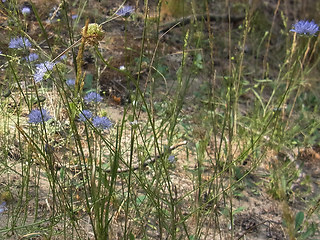 Jasione montana