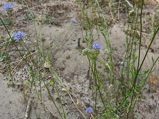 Jasione montana