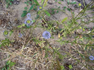 Jasione montana