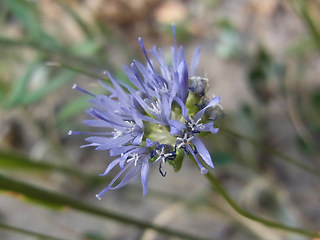 Jasione montana