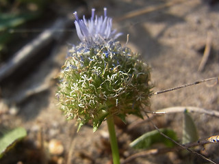 Jasione montana