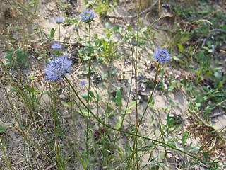 Jasione montana