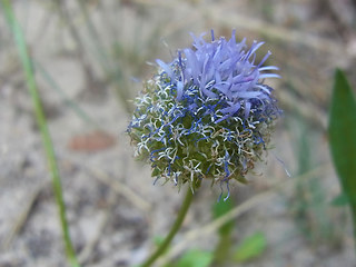 Jasione montana