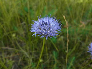 Jasione montana