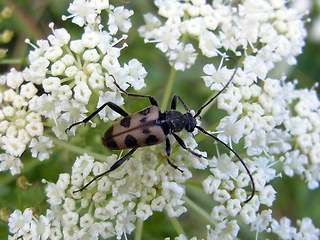 Judolia cerambyciformis