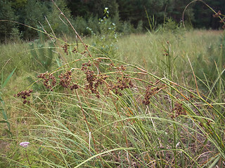 Juncus effusus