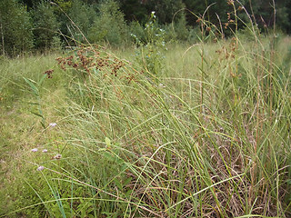 Juncus effusus