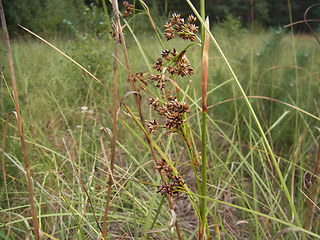 Juncus effusus