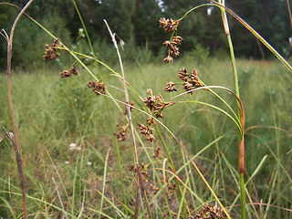 Juncus effusus