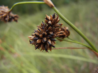 Juncus effusus