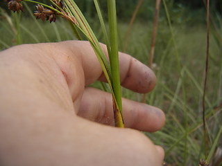 Juncus effusus