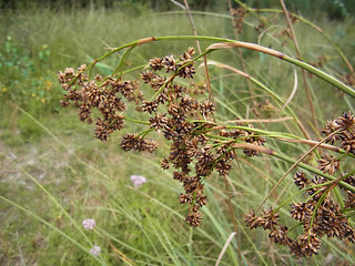 Juncus effusus