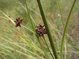 Juncus effusus