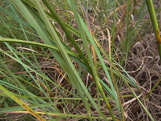 Juncus effusus