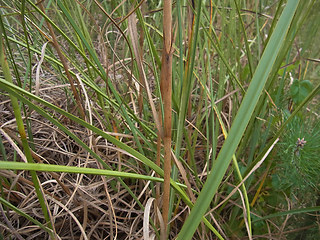 Juncus effusus