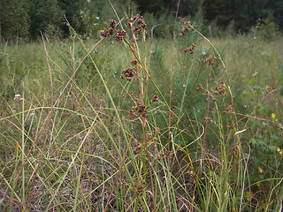 Juncus effusus